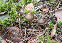 Image of Mycena plumipes (Kalchbr.) P.-A. Moreau 2003