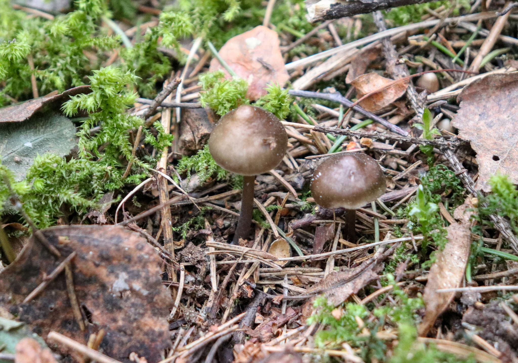 Sivun Mycena plumipes (Kalchbr.) P.-A. Moreau 2003 kuva