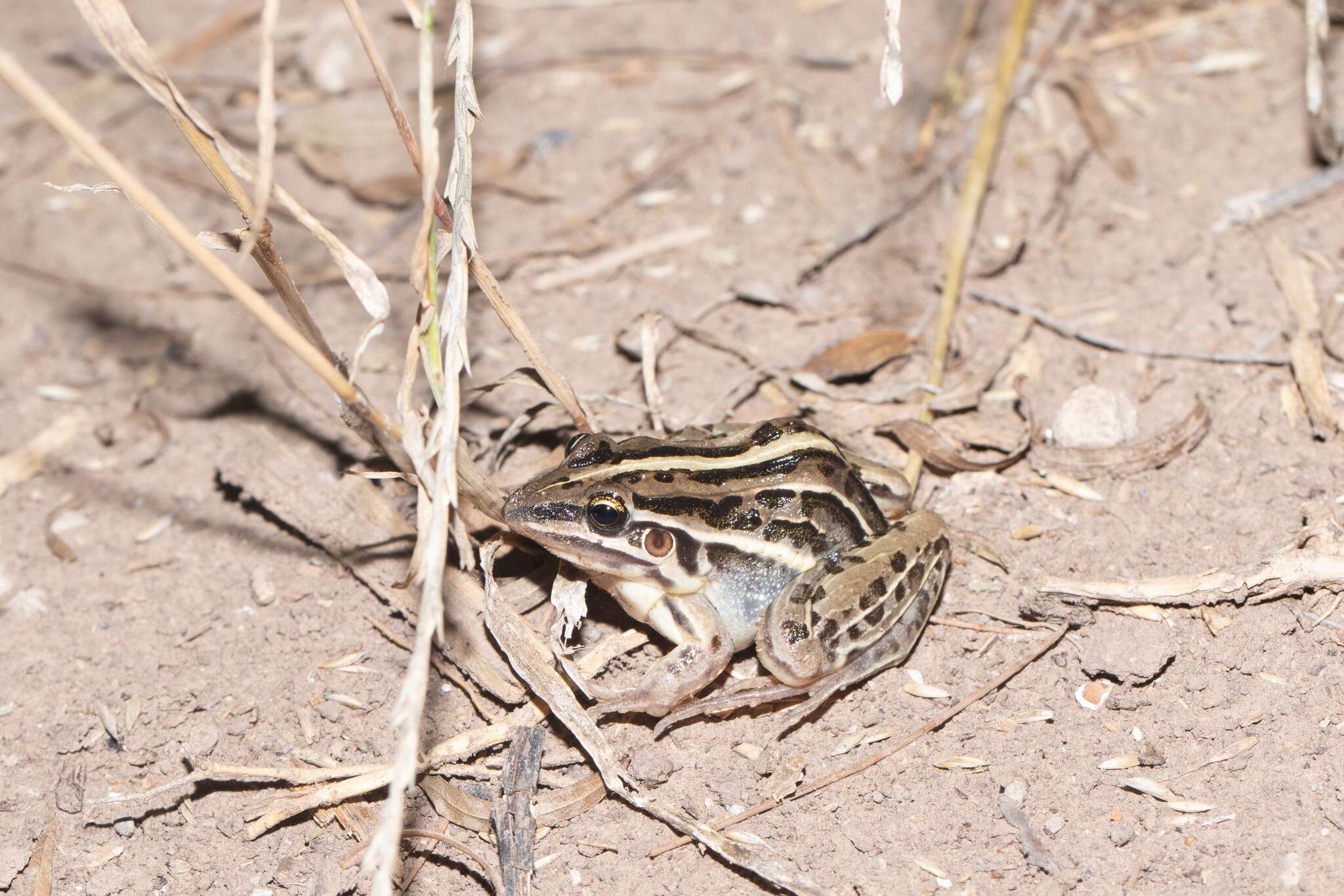 Слика од Leptodactylus gracilis (Duméril & Bibron 1840)