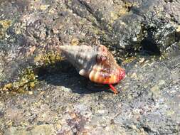 Image of California scarlet hermit crab