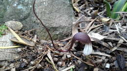 Image of Arisarum proboscideum (L.) Savi