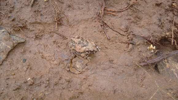 Image of Burrowing frog