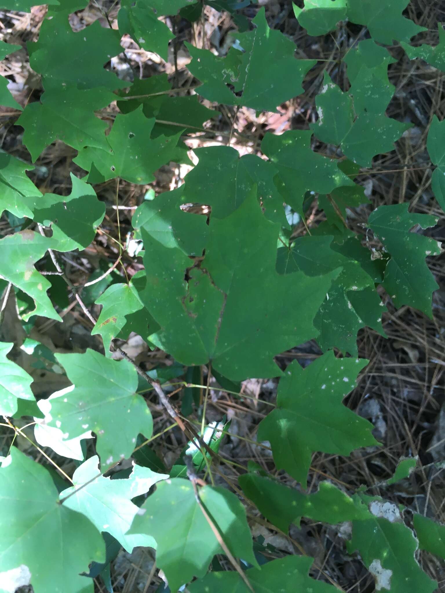 Image of Florida maple