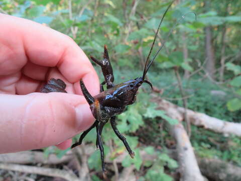 Image of Cambarus rusticiformis Rhoades 1944