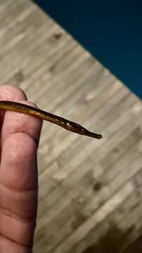 Image of Lesser Pipefish