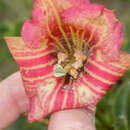 Image of Symbolanthus calygonus (Ruiz & Pav.) Griseb.