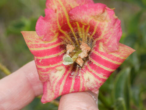 Image of Symbolanthus calygonus (Ruiz & Pav.) Griseb.