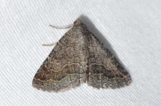 Image of Dusty Lined Matigramma