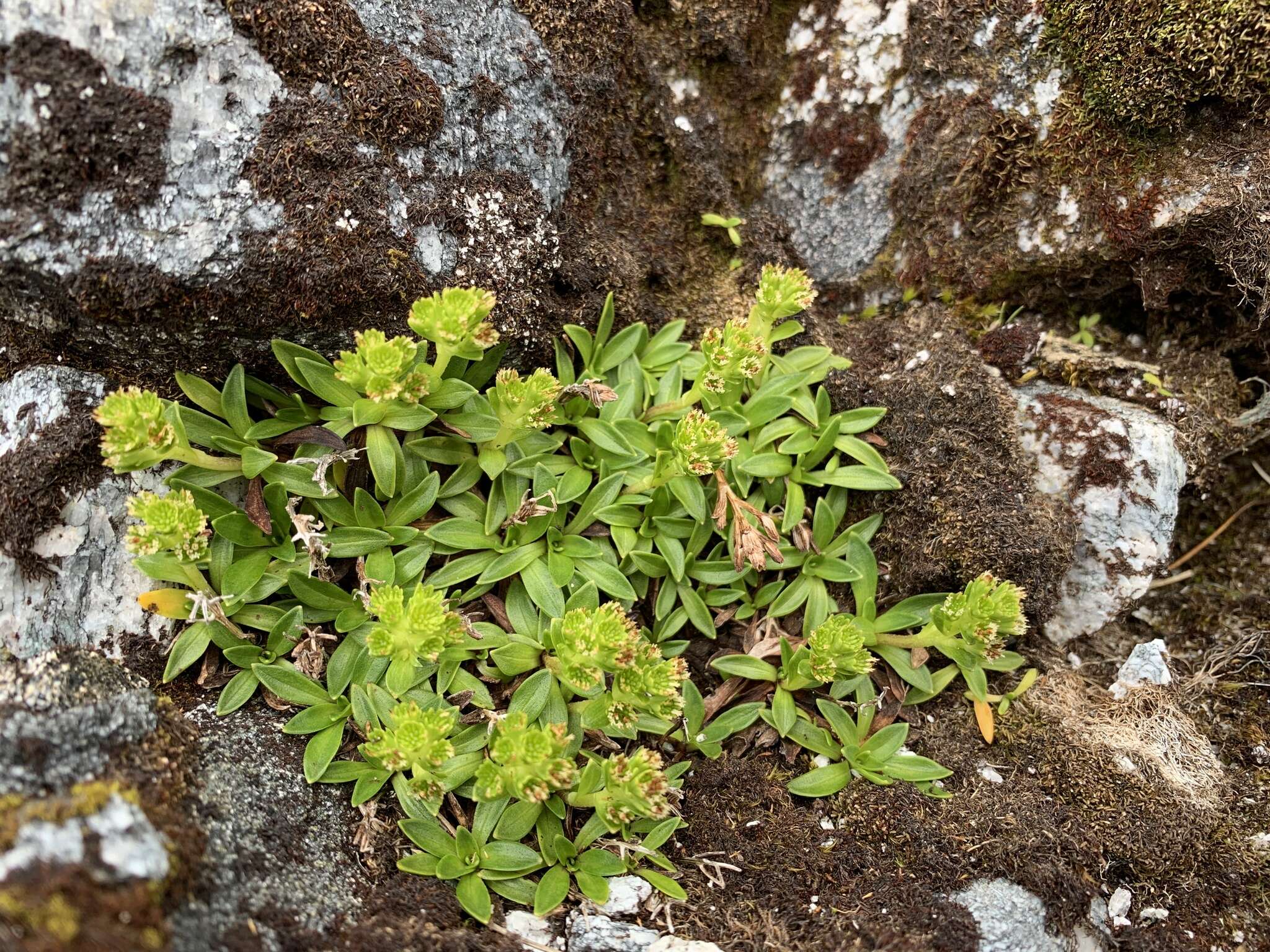 Image of Abrotanella rostrata U. Svenson