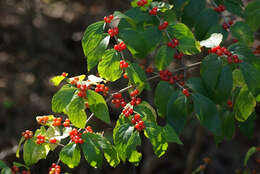 Image of Amur honeysuckle