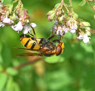 Image of Volucella inanis (Linnaeus 1758)