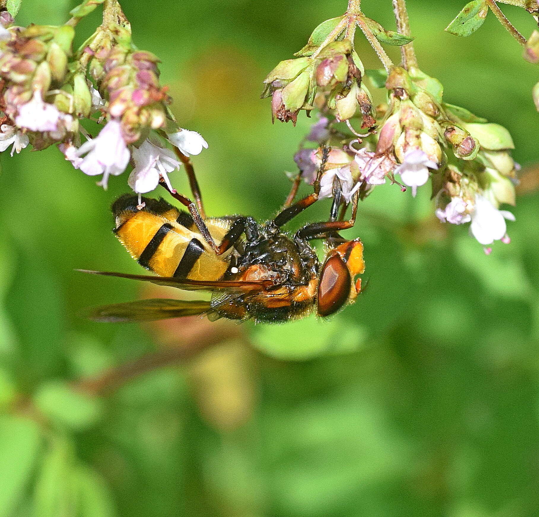 Image of lesser hornet hoverfly