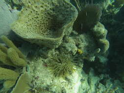 Image of bell sponge