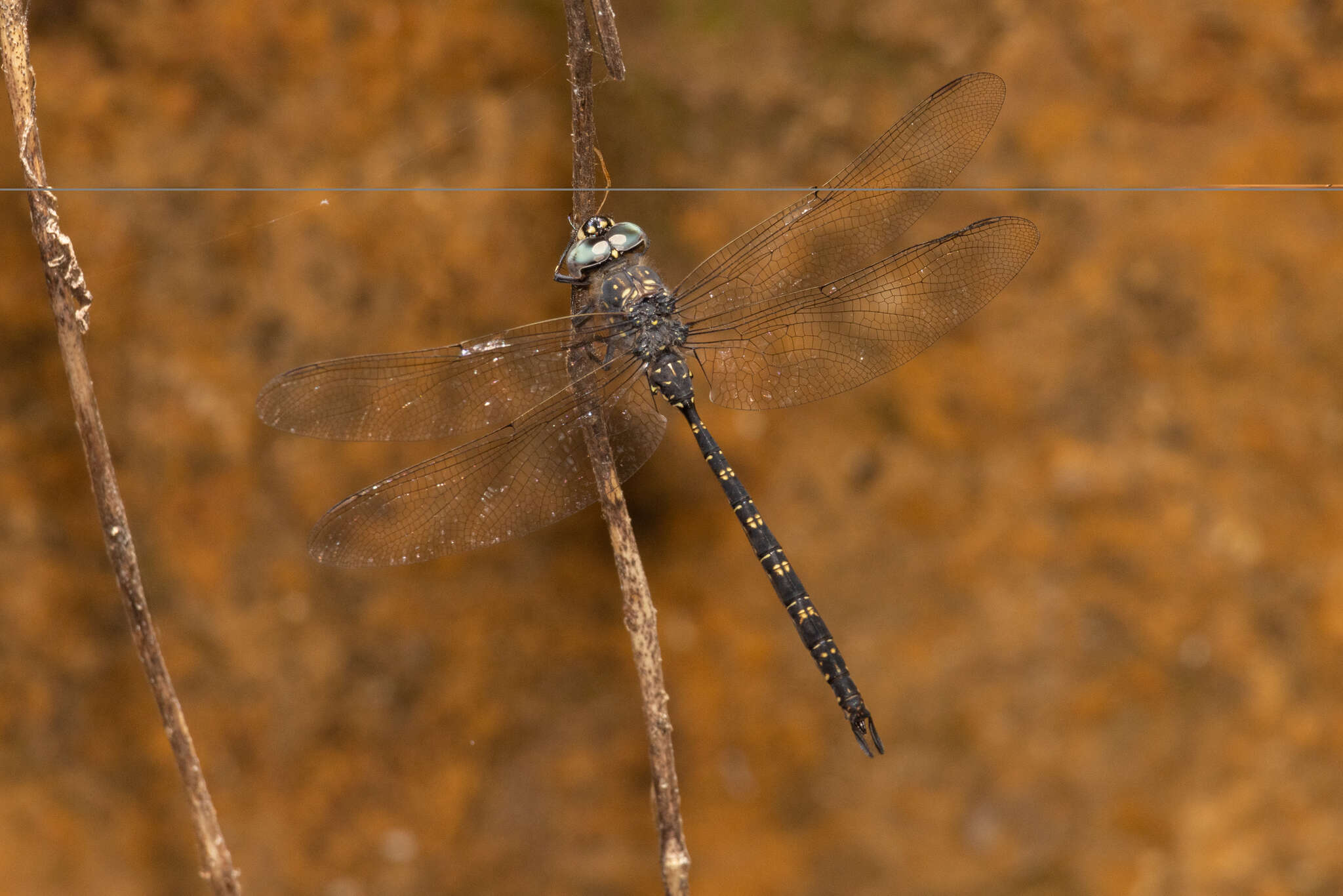 Image of Austroaeschna anacantha Tillyard 1908