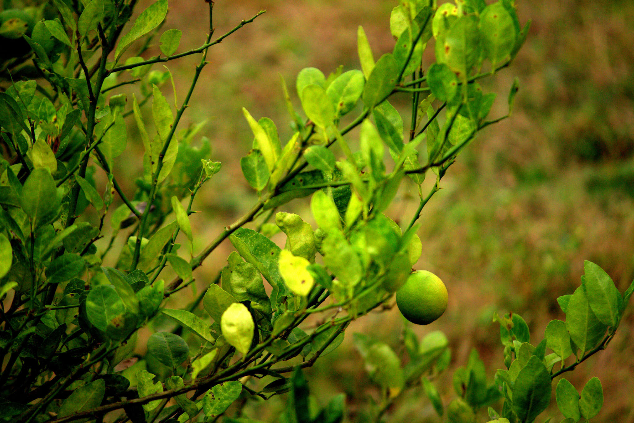 Image of lemon