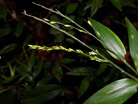 Image of bedgrass