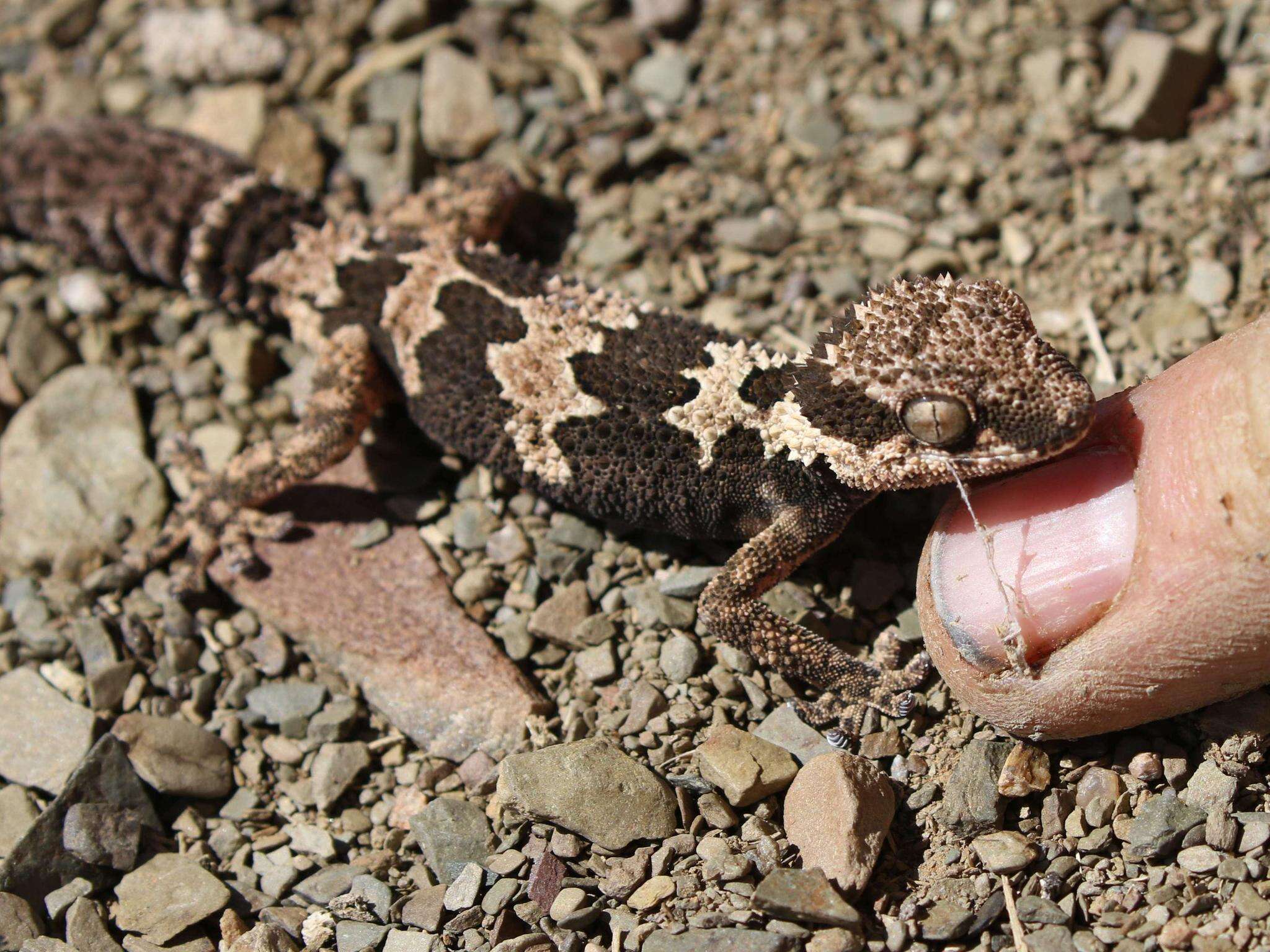 Image of Rough Thick-toed Gecko