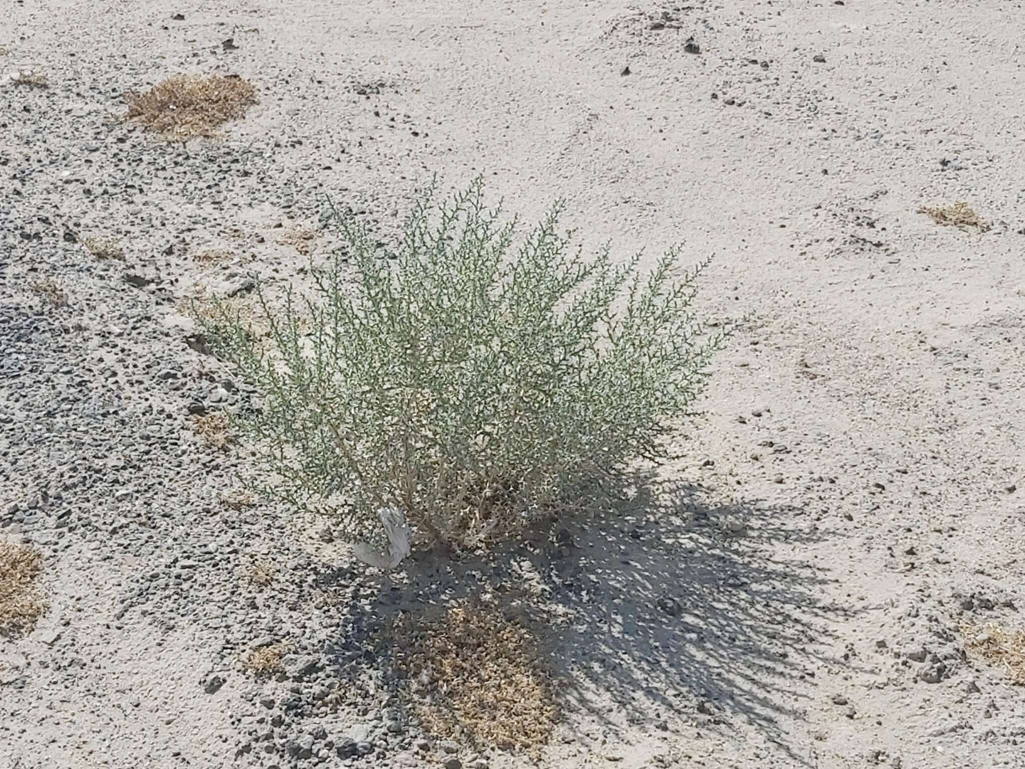 Imagem de Cornulaca aucheri Moq.