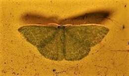 Image of Chlorocoma tachypora Turner 1910