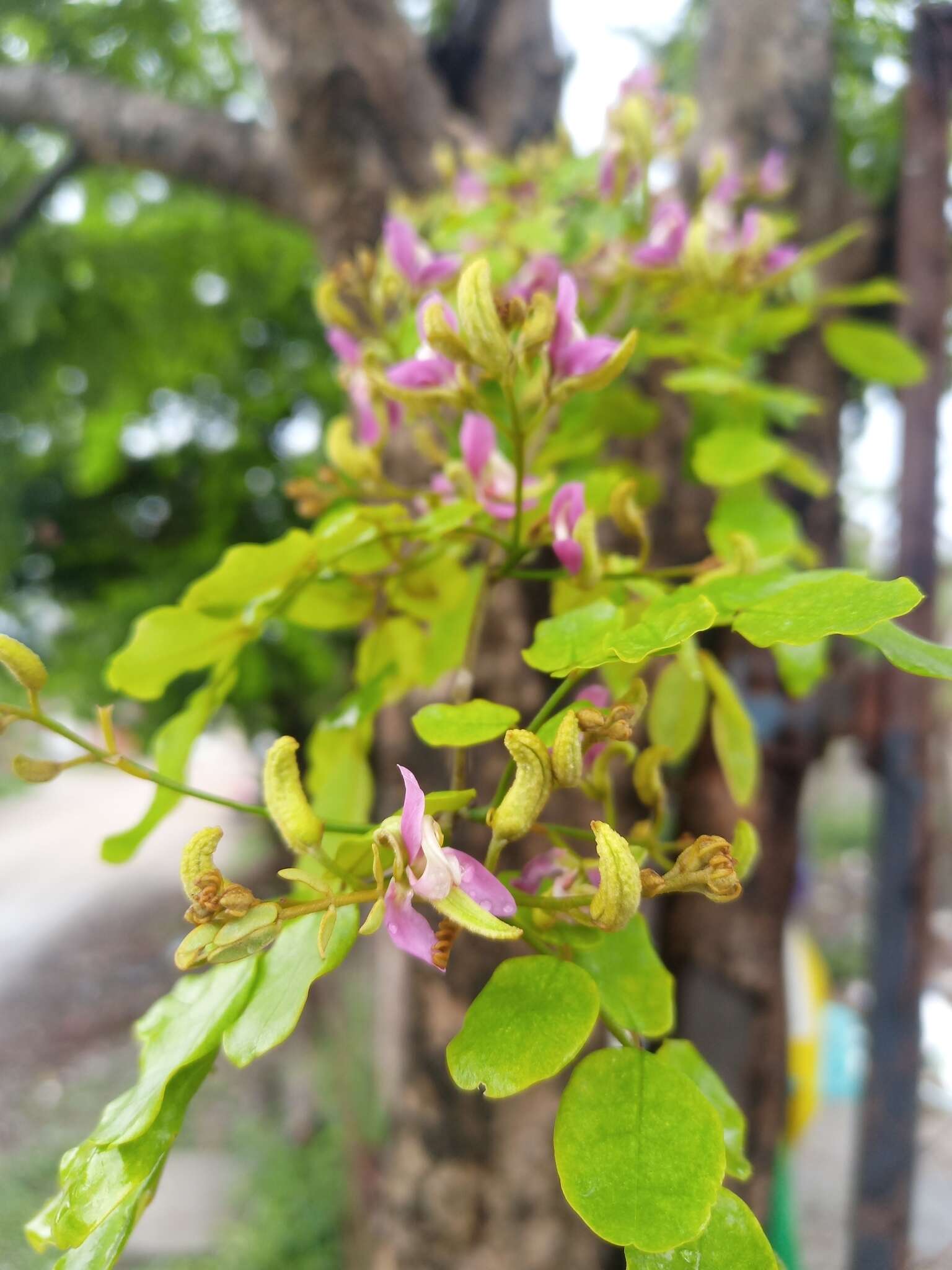 Image of Harpalyce arborescens A. Gray