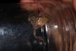 Image of Cape Flats Frog