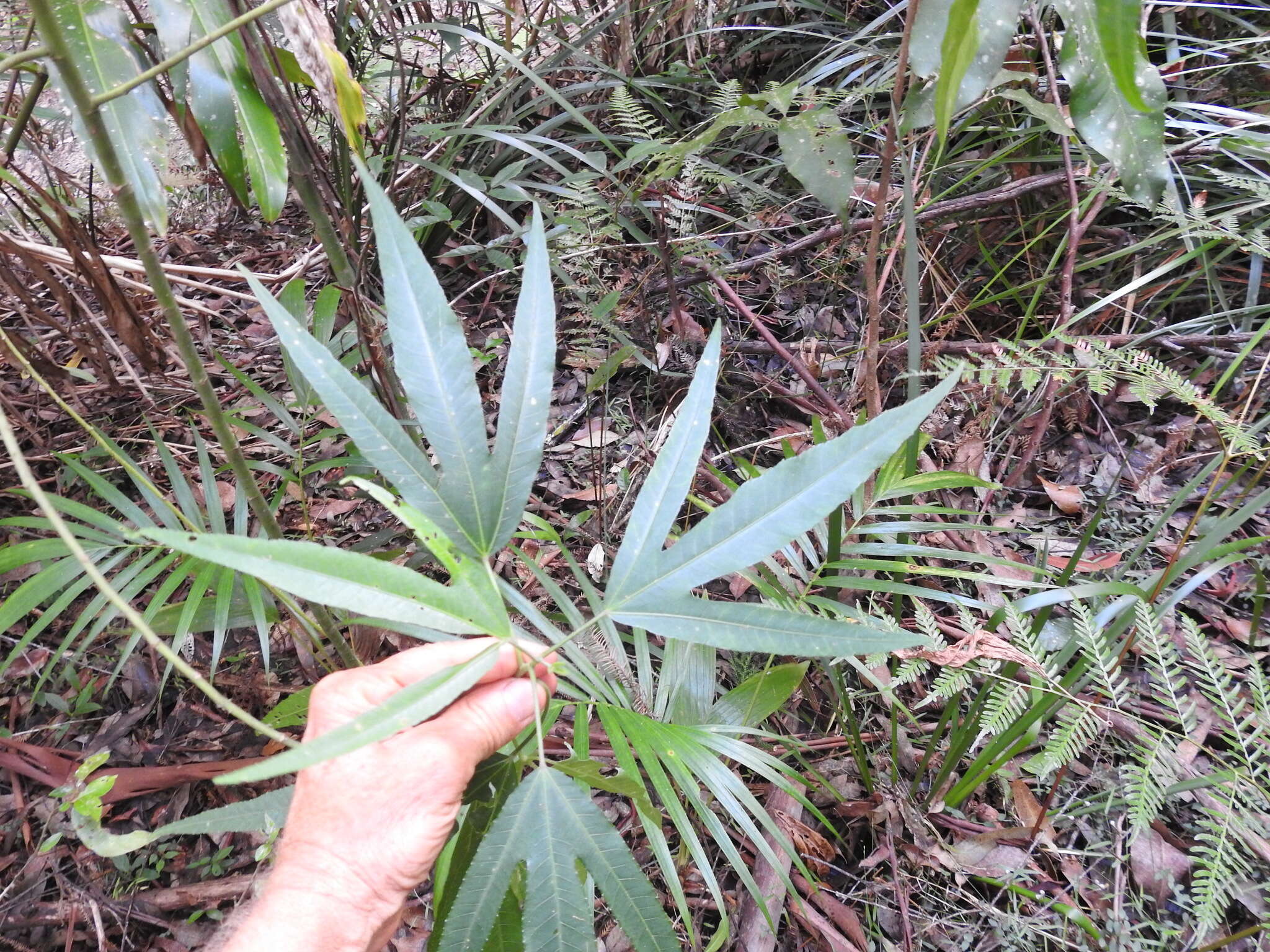 Image of Hibiscus heterophyllus Vent.