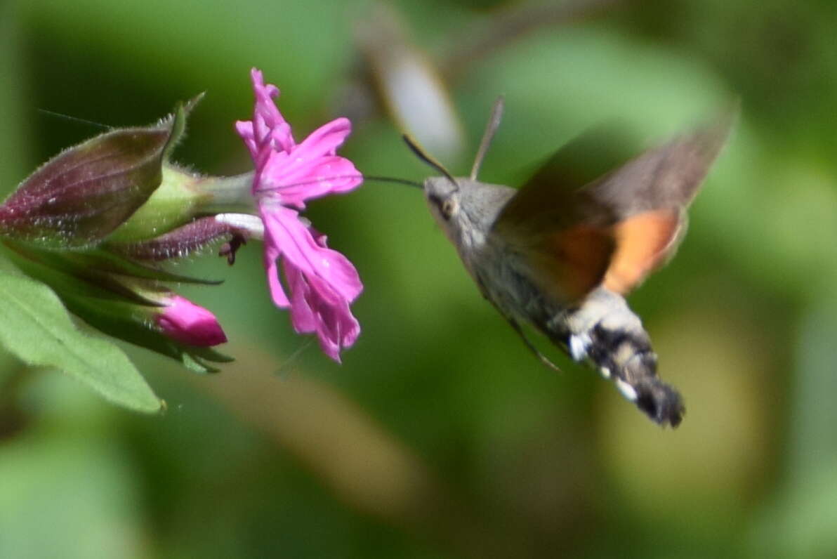 Image of humming-bird hawk moth
