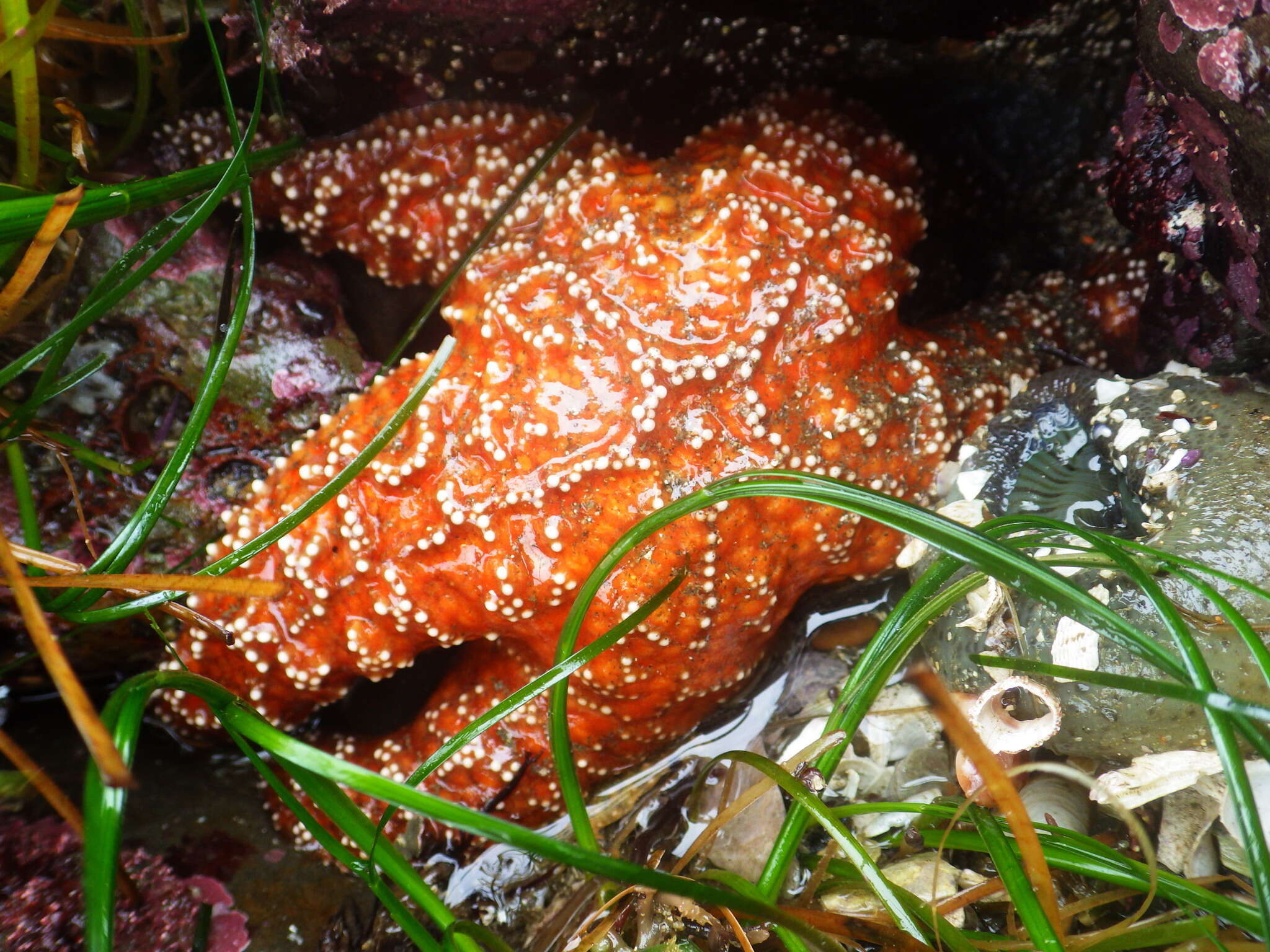 Image of ochre sea star