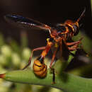 Image of Physoconops townsendi Camras 1955