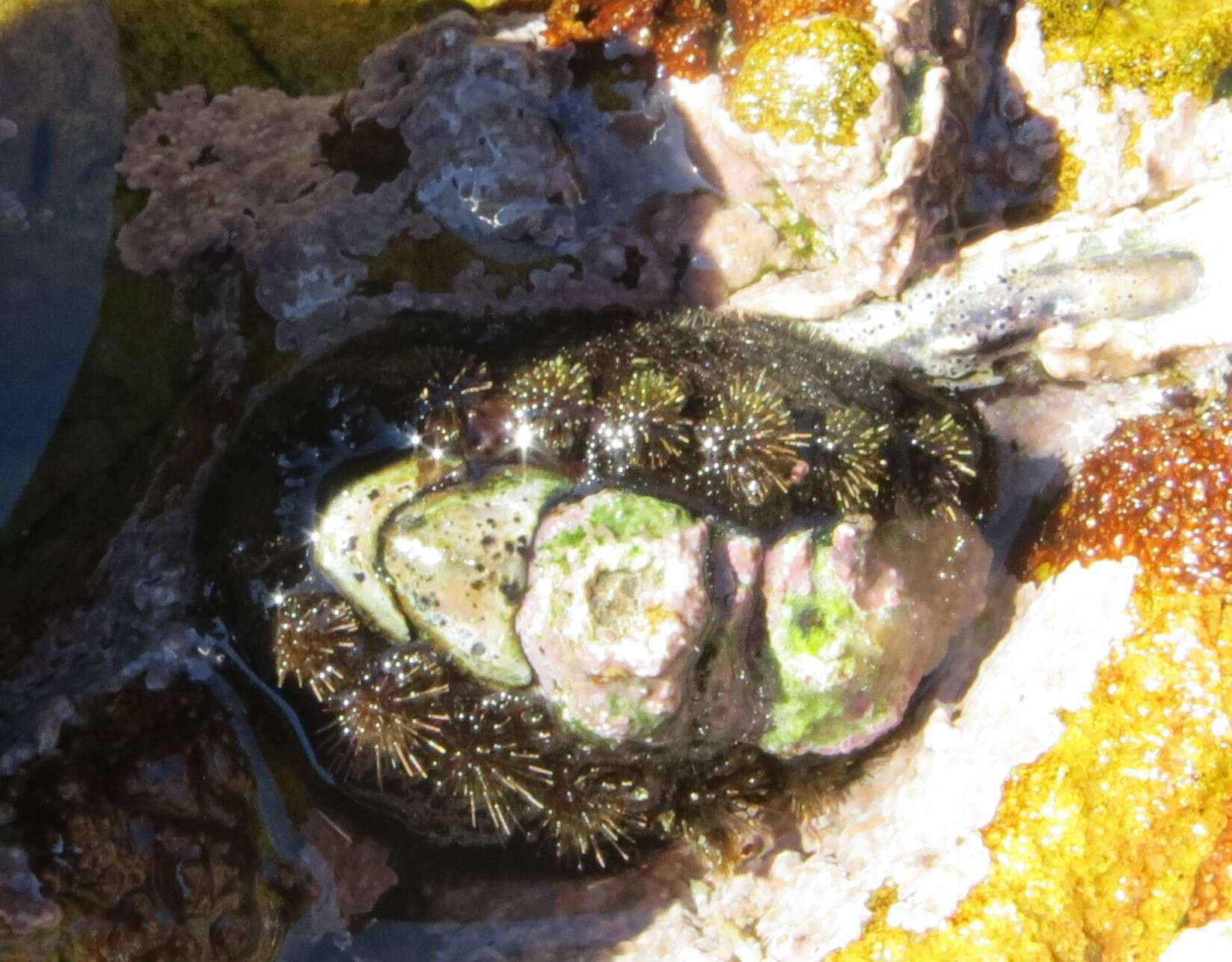 Image of spiny chiton