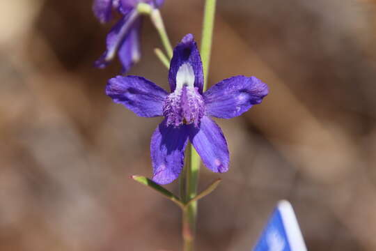 Image of San Bernardino larkspur