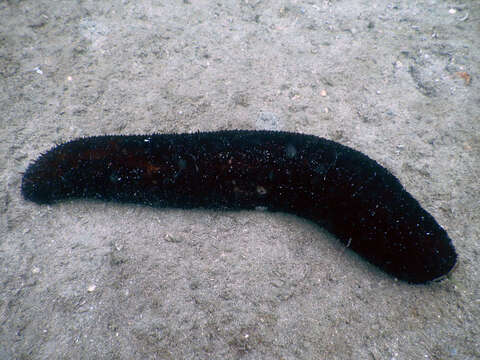 Image of Holothuria subgen. Mertensiothuria Deichmann 1958