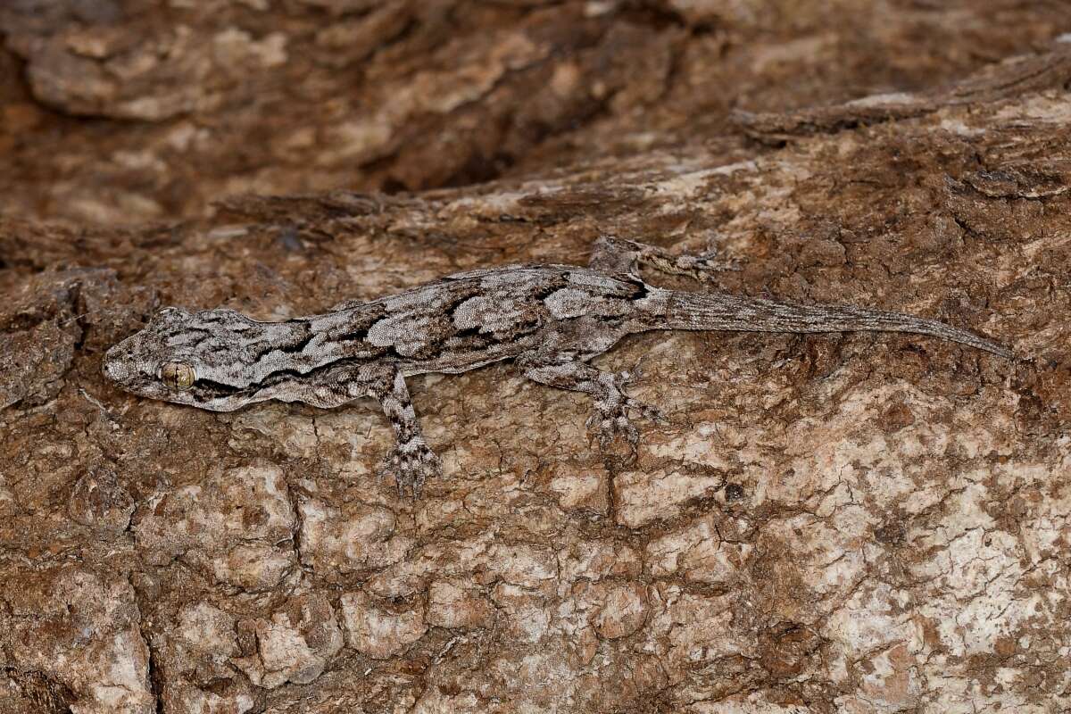 Image of Bark Gecko