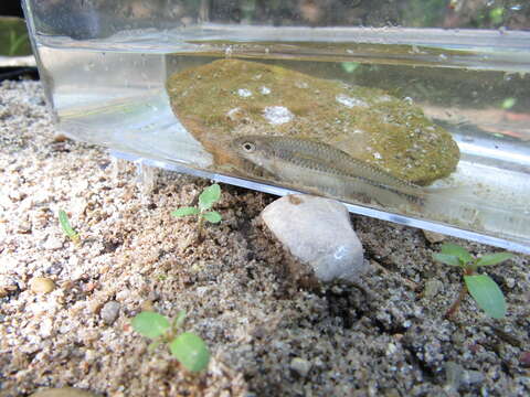 Image of Sand Shiner