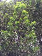Image of Podocarpus costaricensis de Laub. ex Silba