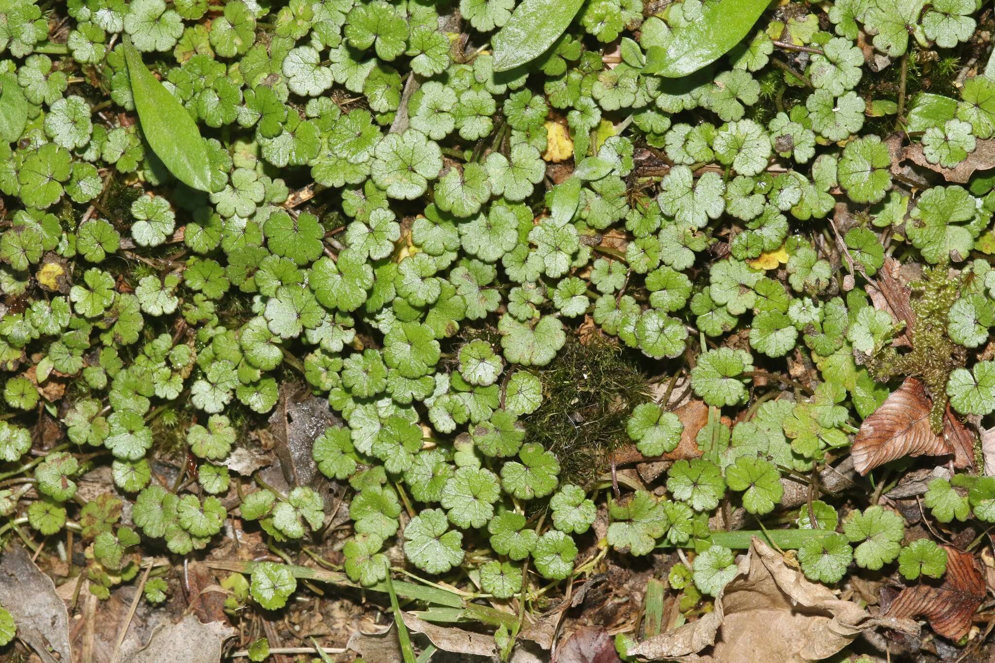 Image of Hydrocotyle microphylla A. Cunn.