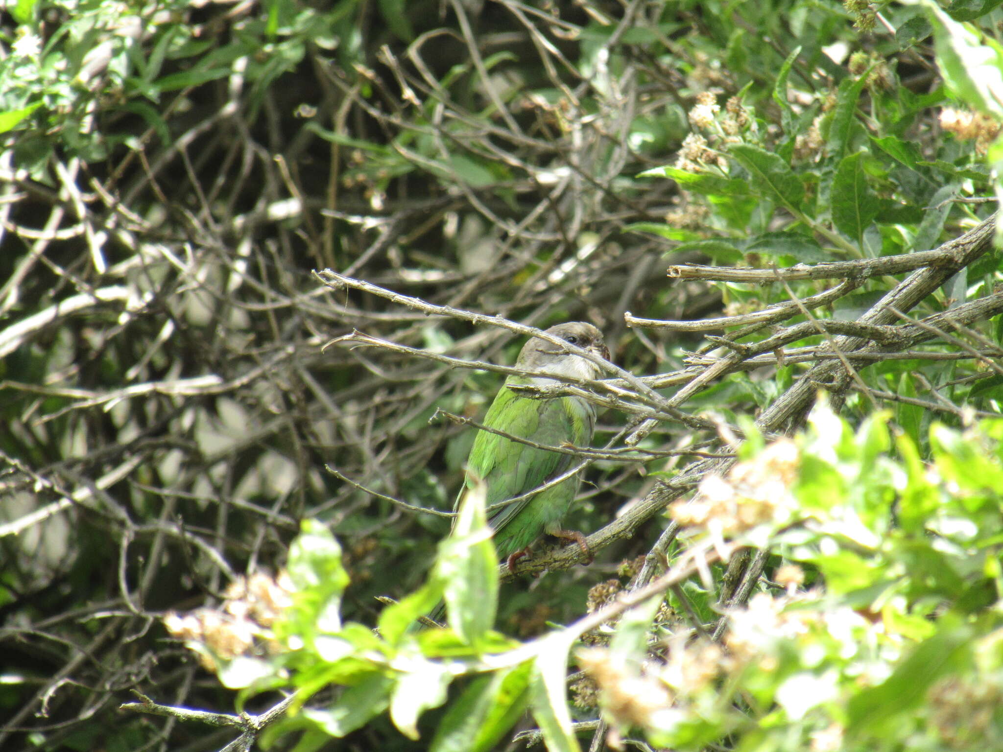 Image of Gray-hooded Parakeet