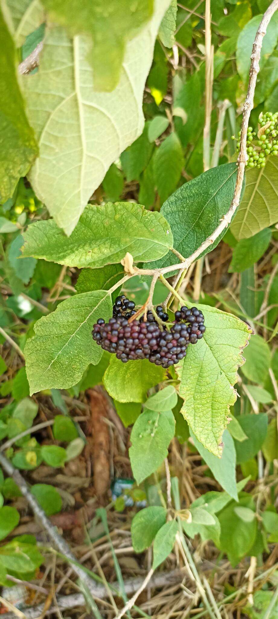 صورة Callicarpa acuminata Kunth