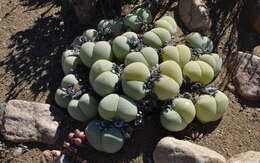 صورة Gibbaeum heathii (N. E. Br.) L. Bol.