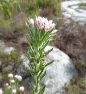 Image of Dense Blombush
