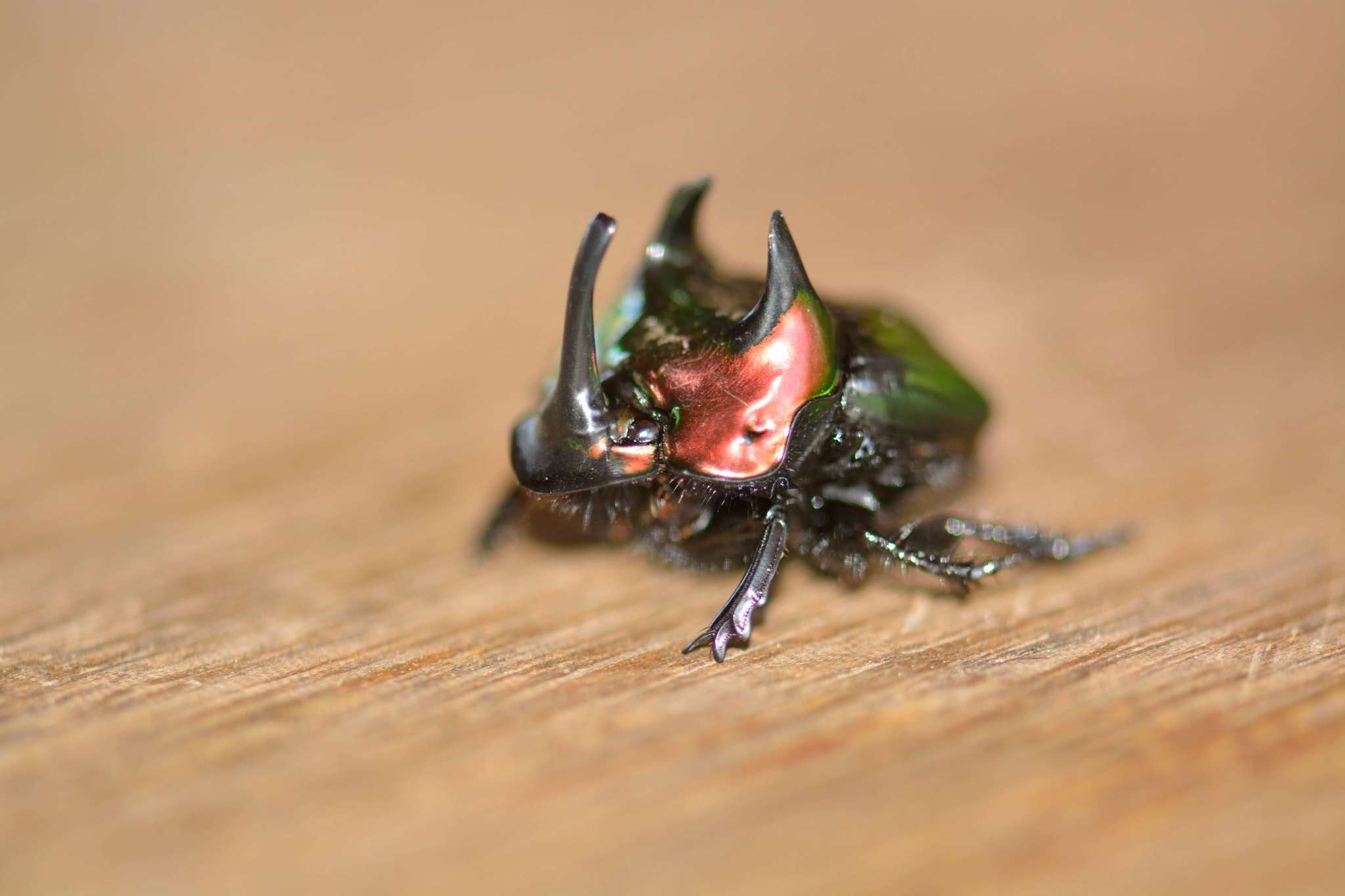 Imagem de Phanaeus (Notiophanaeus) splendidulus (Fabricius 1781)