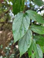 Image of Lonicera hypoglauca Miq.