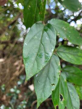 Image of Lonicera hypoglauca Miq.