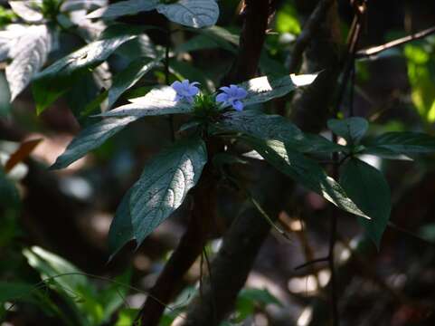 Image of Barleria strigosa var. polystachya (Nees) C. B. Clarke