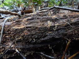Sivun Artomyces austropiperatus Lickey 2003 kuva