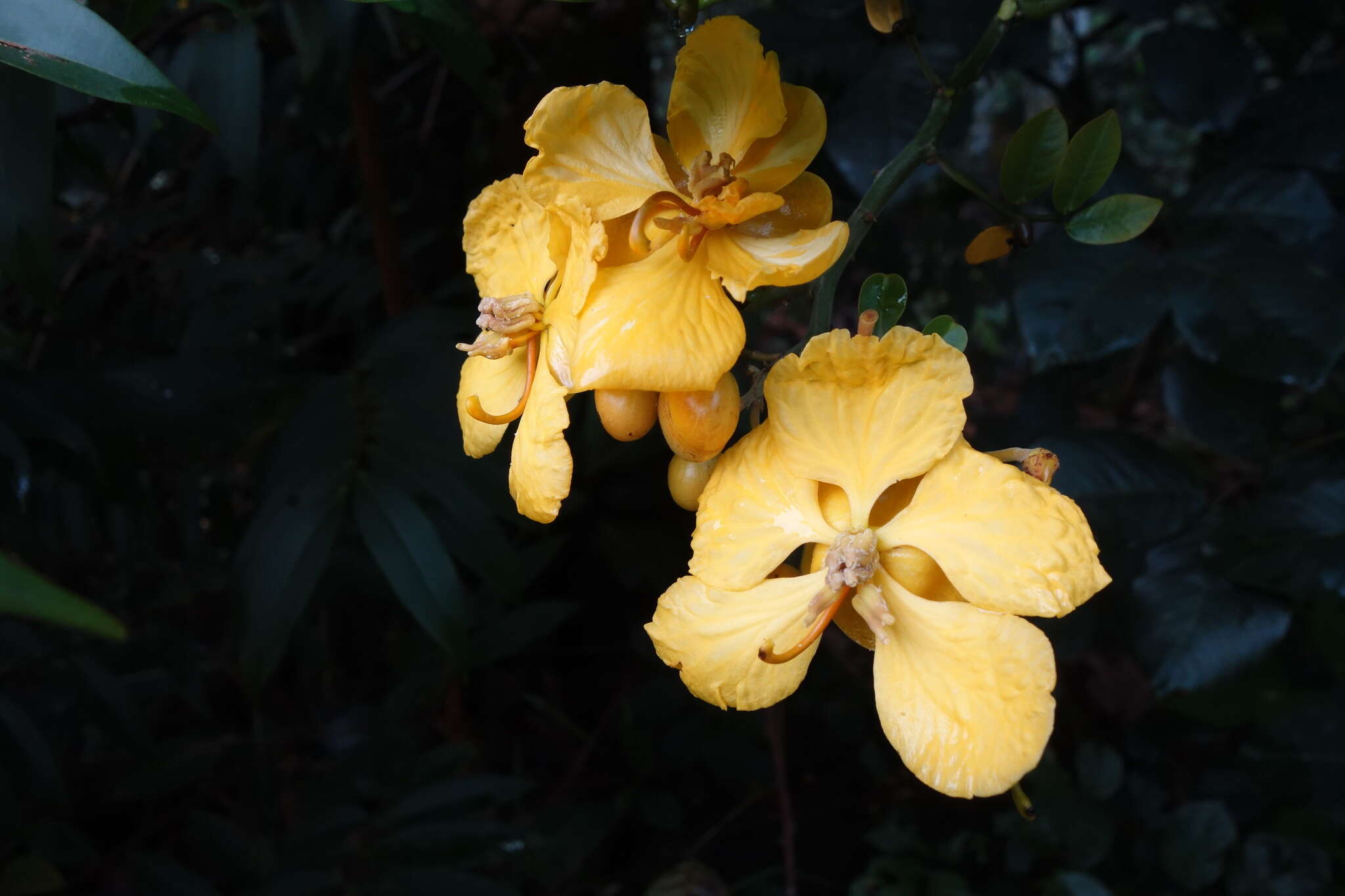 Senna latifolia (G. Mey.) H. S. Irwin & Barneby resmi