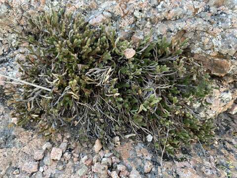 Image de Selaginella peruviana (Milde) Hieron.