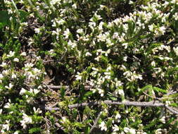 Image of Erica caffrorum Bolus