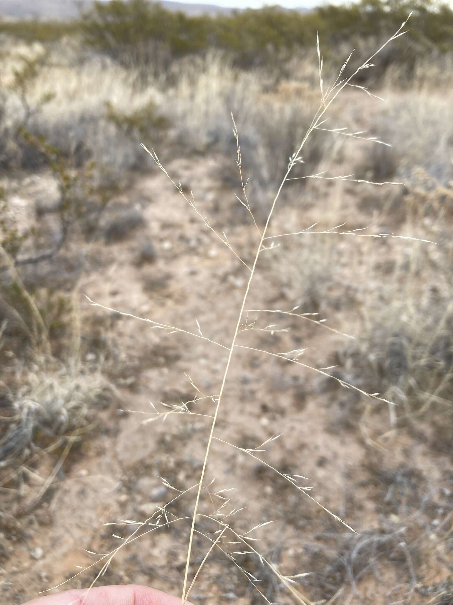 صورة Muhlenbergia arenicola Buckley