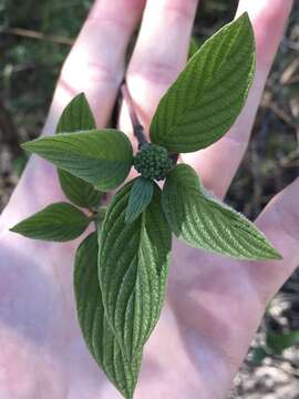 Cornus sericea subsp. sericea resmi